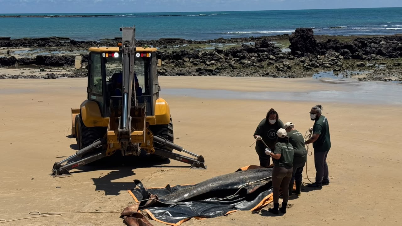 Baleia-piloto de 3,8 m morre após encalhar no litoral do RN
